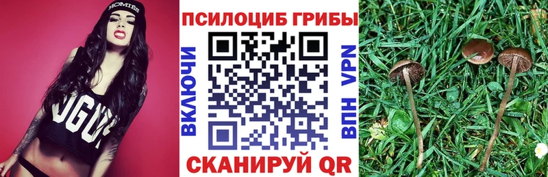 Псилоцибиновые грибы Psilocybe  Суздаль 